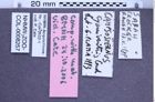 Etikette zu Campsosternus cyaniventris (Candèze, 1896) (NHMW-ZOO-COL-0008257)
